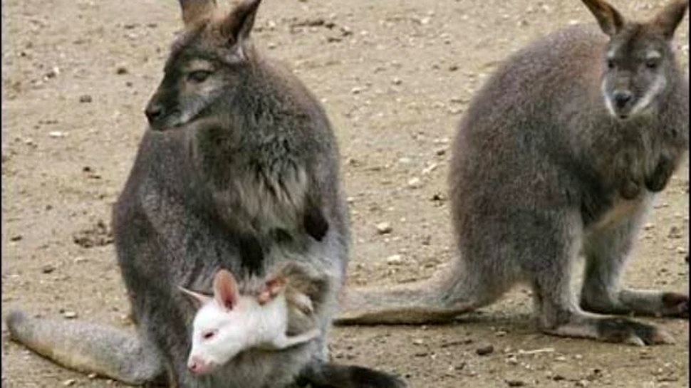 Australienii, sfatuiti sa consume friptura de cangur