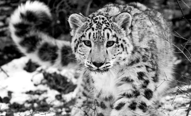 5 lucruri extraordinare despre leoparzii zăpezilor, ”fantomele munţilor” aflate în pericol de dispariţie – FOTO