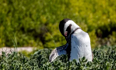 Pinguinii mor de foame pe coasta Africii de Sud. Populațiile au scăzut cu 95% în doar 8 ani!