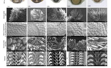 O specie neschimbată în ultimii 300 de milioane de ani, descoperită în apele sud-coreene