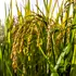 Singura plantație de orez experimentală din Italia, distrusă de persoane necunoscute