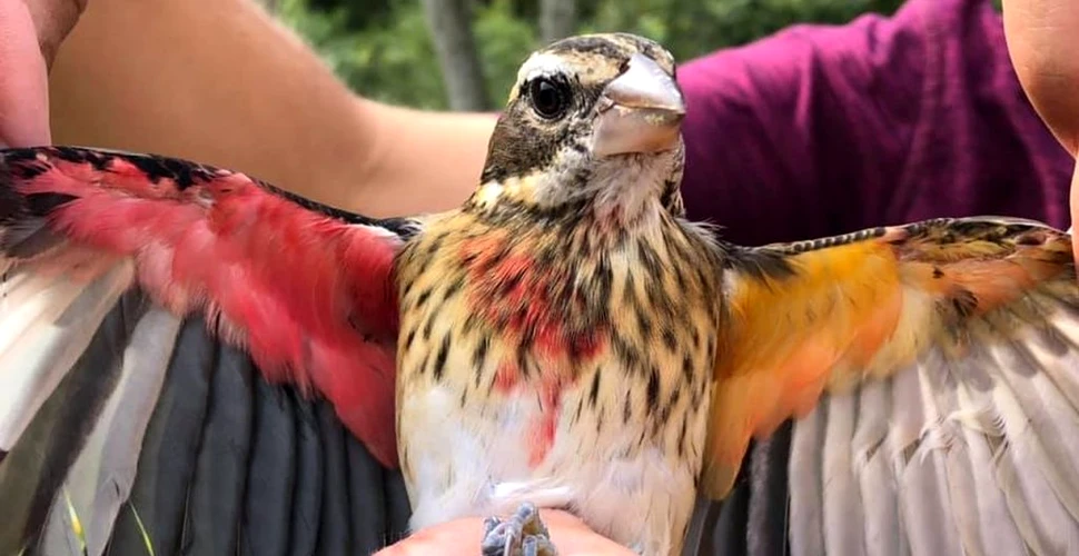 O pasăre foarte rară, găsită într-o rezervație naturală din SUA. Ce o face atât de spectaculoasă