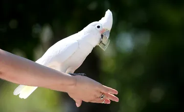 Inteligenţa păsărilor ne uimeşte din nou: papagalii pot fi „spărgători profesionişti” (VIDEO)