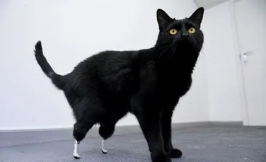 Oscar – pisica bionica