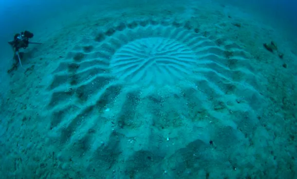 Povestea misterioaselor cercuri subacvatice, în sfârşit dezvăluităe/ Foto: Yoji Ookata