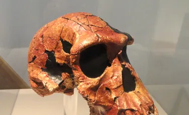 Un schelet, vechi de 2 milioane de ani, reprezintă un hibrid uimitor între maimuță și om