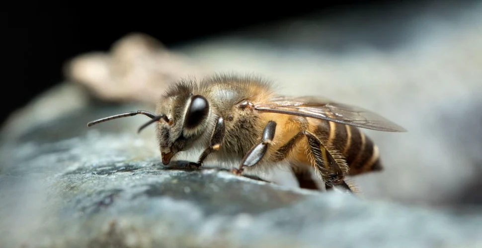 Cel mai amplu studiu european scoate la iveală faptul că albinele pot fi decimate de cel mai utilizat pesticid în Uniunea Europeană