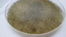 Un mucegai din intestinul uman ar putea oferi protecție împotriva radiațiilor