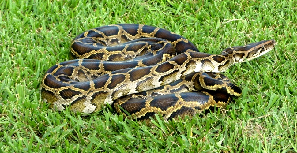 Ce descoperire surprinzătoare au făcut naturaliştii despre şerpii uriaşi?