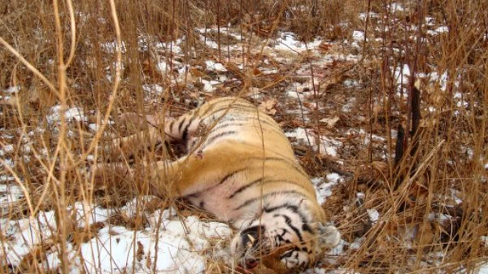 Valoarea anuala a oaselor de tigri