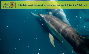 De ce delfinii masculi ”se ţin de mână”?