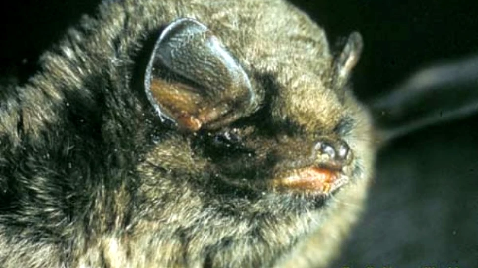 A fost descoperita o specie de liliac de dimensiunile unui deget