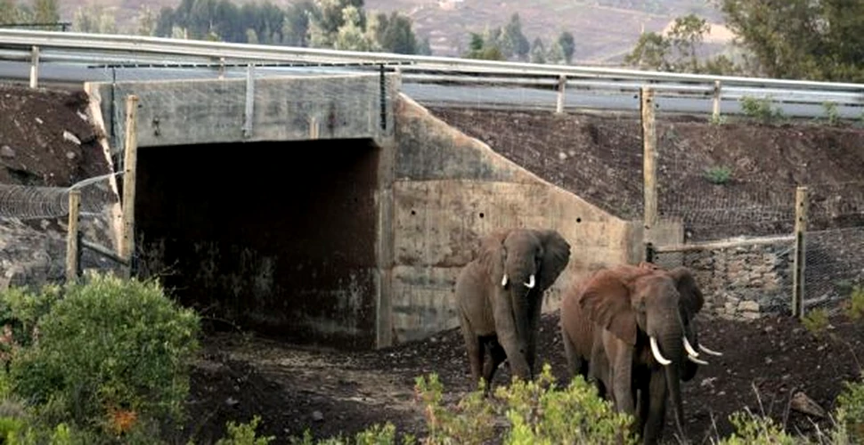 Primul pasaj subteran african conceput special pentru elefanţi