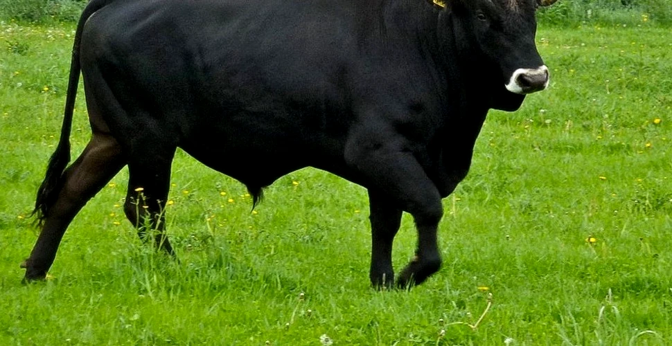 Un taur de 650 de kilograme a evadat dintr-un abator din Croaţia