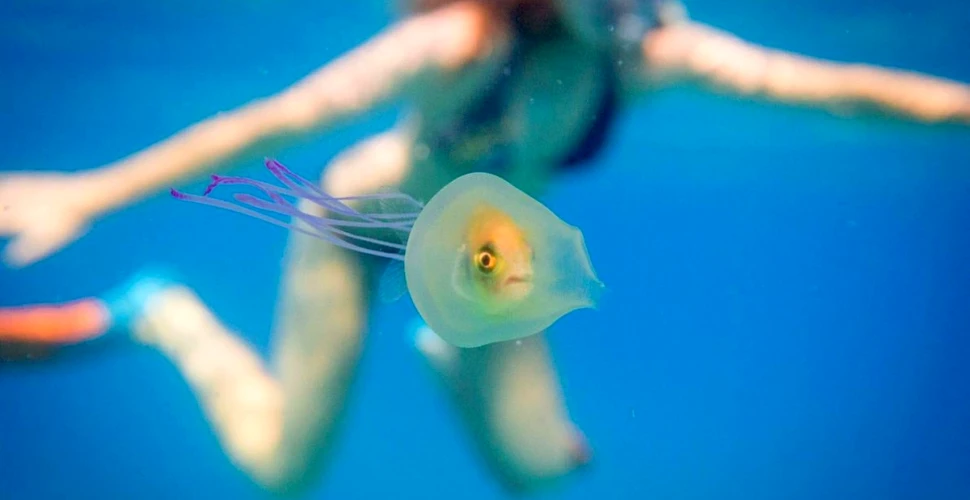 Situaţie nemaivăzută în lume acvatică: un peşte viu înota în interiorul unei meduze. ”Am decis să las natura să-şi urmeze cursul” – FOTO+VIDEO