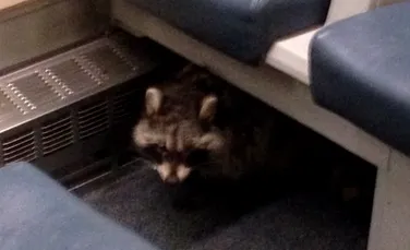 Un raton s-a ascuns sub bancheta dintr-un tren în Canada. Ce s-a întâmplat când a ieşit la iveală – FOTO