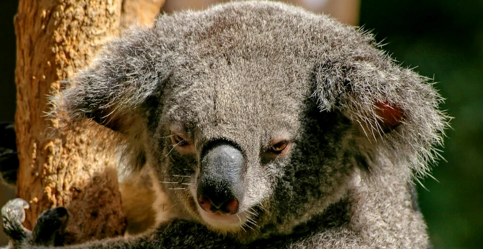Animalele din Australia sunt expuse unui risc crescut pe măsură ce mediul se deteriorează
