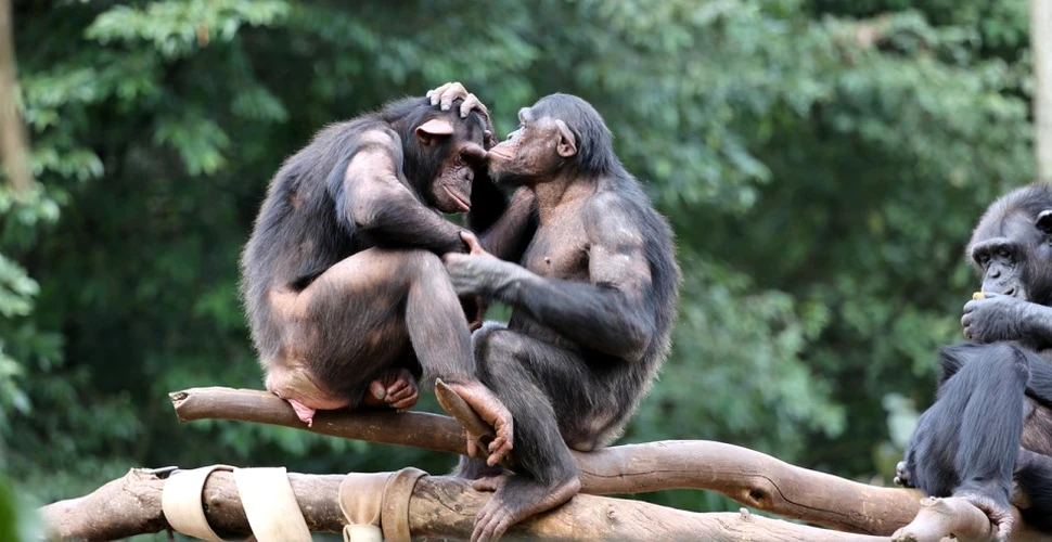 Un studiu de amploare aduce o veste bună şi una rea despre fauna de gorile şi primate din Africa ecuatorială
