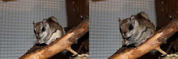 În imaginea din stânga este surprinsă veveriţa zburătoare sudică, iar în cea din stânga putem vedea veveriţa zburătoare nordică. 