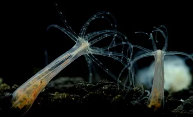 Anemonele de mare sunt puternic afectate de poluarea dramatică a apelor