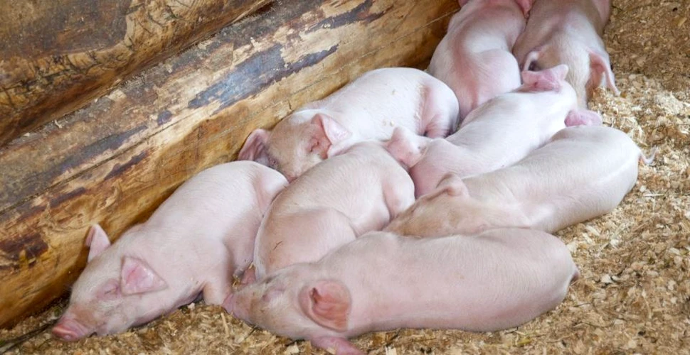 Afacerile fermierilor, ameninţate de virusul pestei porcine africane
