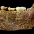 Toate scheletele de Homo Naledi găsite vreodată sunt de sex feminin. Ce indică acest lucru?