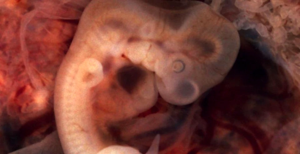 Descoperire istorică despre evoluţia embrionului uman. Este ”cheia de pornire”