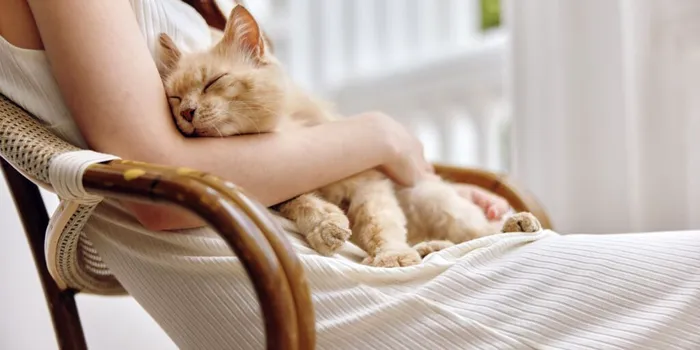 Test de cultură generală. De ce le place pisicilor să doarmă pe oameni?