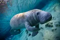Lamantinii mor de foame în ecosistemele afectate de criza climatică. Scene macabre descrise de cercetători