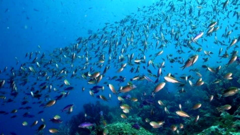 Imagini incredibile cu frenezia vanatorii in ocean (VIDEO)