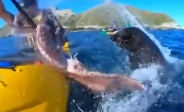 În timp ce se plimba cu caiacul, o focă ”i-a aruncat” cu o caracatiţă în faţă – VIDEO