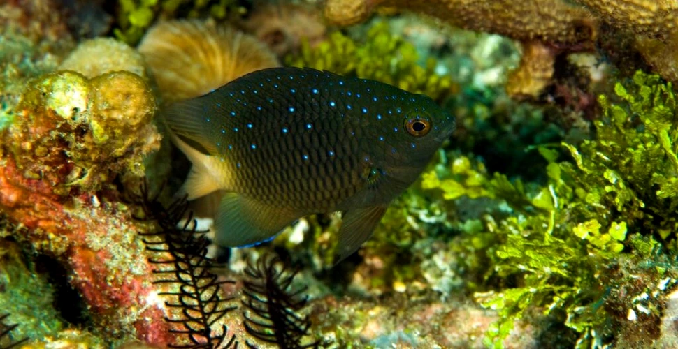 Speciile invazive de șobolani au modificat comportamentul peștilor de recif