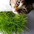 Animalele de companie ajută bebelușii să aibă mai puține alergii alimentare