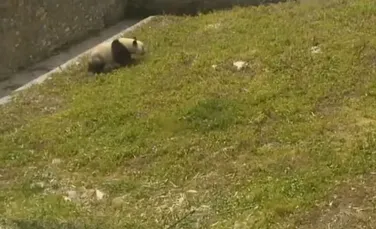 Lăsat nesupravegheat, un urs panda pe cale de dispariţie a oferit un adevărat spectacol. Imaginile fac senzaţie pe Internet