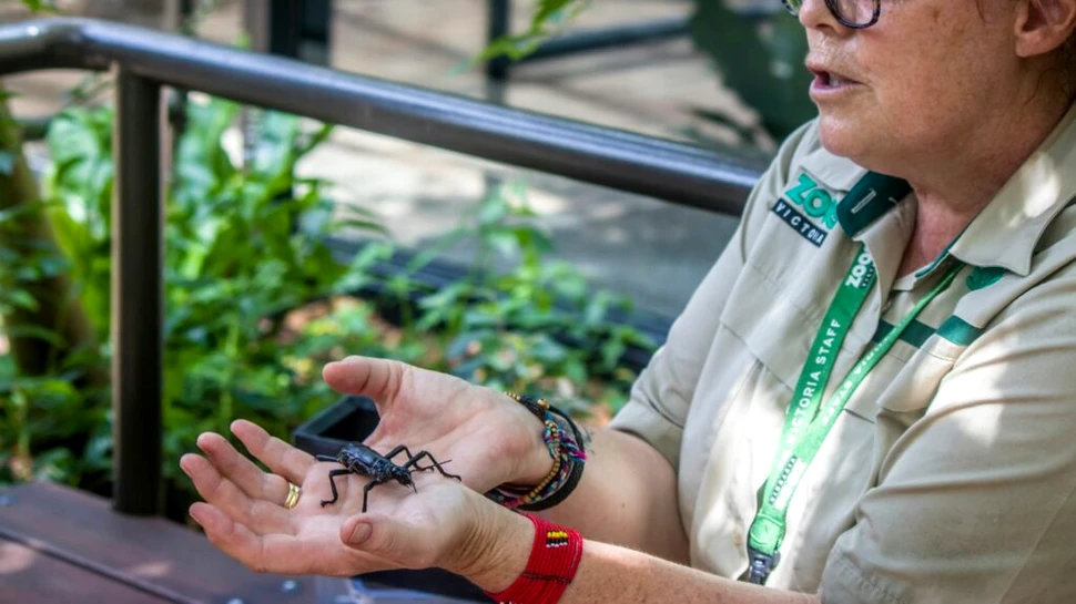 Revenire spectaculoasă pentru cea mai rară insectă din lume, la un pas de dispariție