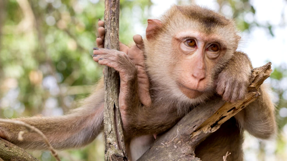 Premieră mondială: Cercetătorii chinezi au creat embrioni cu celule stem de la maimuțe