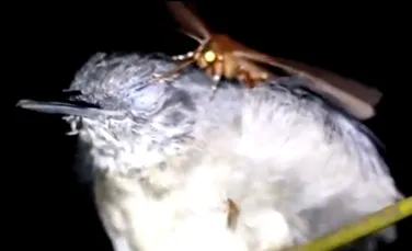 Biologii au observat un caz rar în natură: O molie ce bea lacrimile unei păsări – VIDEO