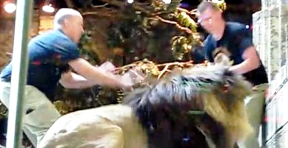 SOCANT! Atac extrem de violent al leilor la un circ din Ucraina (VIDEO)