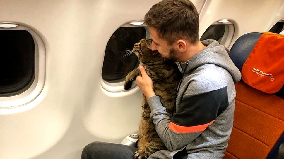 Un rus pedepsit după ce a urcat cu un motan supraponderal în avion a stârnit simpatia compatrioţilor