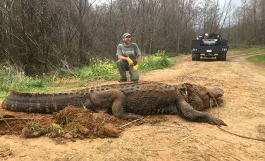 Un aligator gigant a fost găsit şi apoi a fost eutanasiat