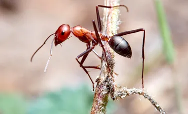 Poluarea aerului afectează simțurile furnicilor, iar efectele sunt îngrijorătoare
