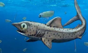 O specie preistorică de rechin descoperită recent avea un maxilar de „coșmar”. Cum funcționa