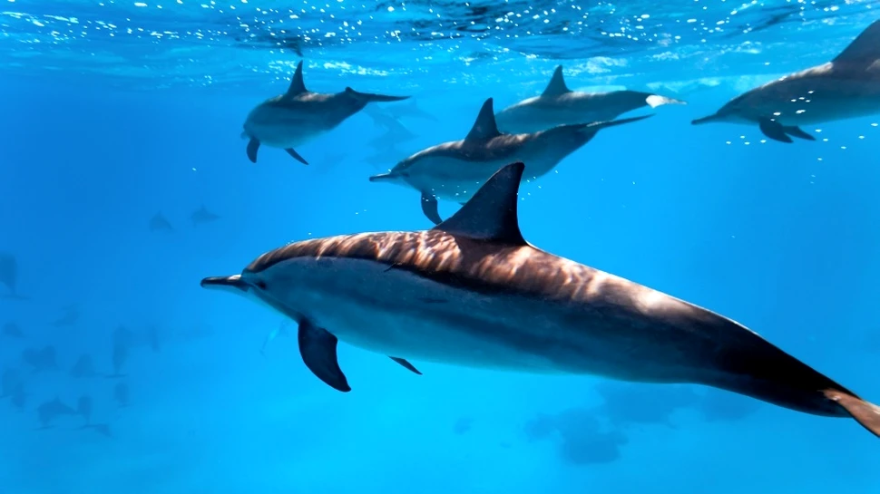 Oamenii riscă să provoace o extincţie fără precedent a marilor animale marine