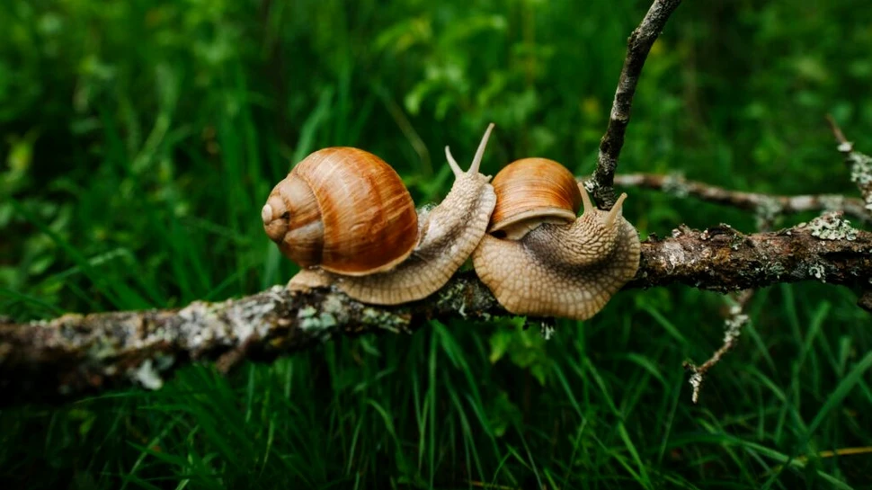 Se pare că melcii de grădină sunt veninoși, conform unei noi definiții