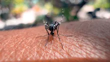 Epidemia de Chikungunya accelerează pe o insulă din Oceanul Indian