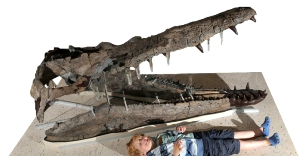 A fost expus craniul unuia din cei mai feroce prădători: pliozaurul din Dorset (VIDEO)