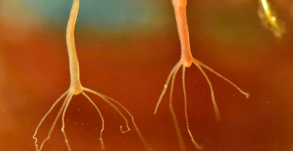 O creatură nemuritoare poate crea o formă de cancer contagioasă