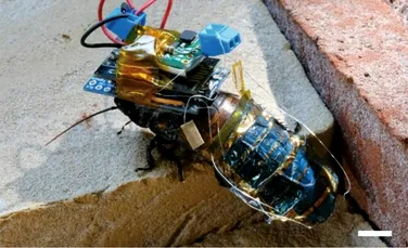 Cum va fi folosit gândacul-robot creat de cercetători?