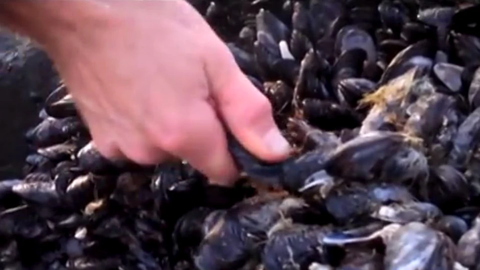 Căldura face noi victime. Mii de midii moarte, având cochiliile deschise şi carnea prăjită, descoperite pe o plajă din California