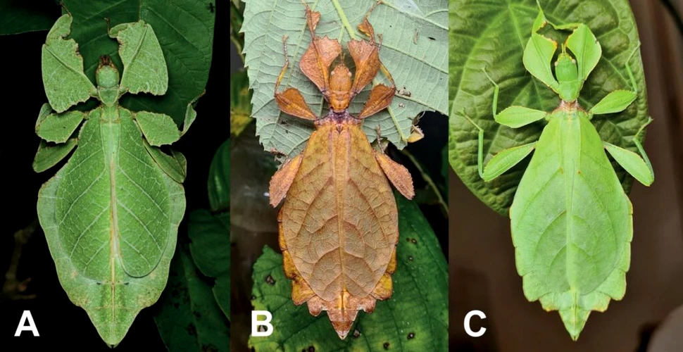 Au fost descoperite noi specii de insecte-frunză